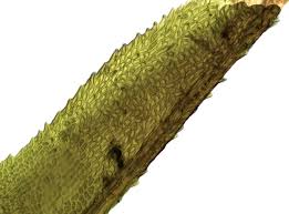 Attēlu rezultāti vaicājumam “Dicranum undulatum”