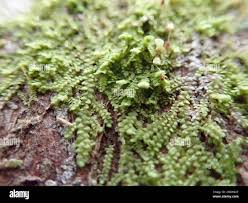 Attēlu rezultāti vaicājumam “Radula complanata sporophyte”