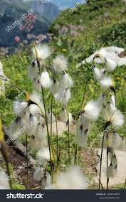 Attēlu rezultāti vaicājumam “Eriophorum latifolium flower”