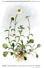Image result for Leucanthemum vulgare
