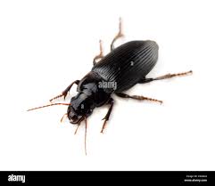 Attēlu rezultāti vaicājumam “Tachyta nana”