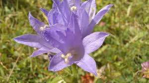 Attēlu rezultāti vaicājumam “Campanula cervicaria flower”