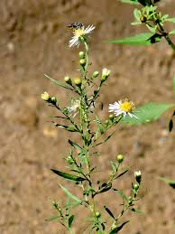 Image result for Aster lanceolatus