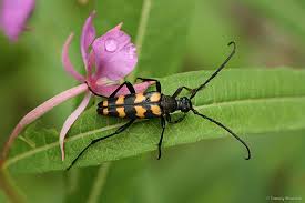 Attēlu rezultāti vaicājumam “Leptura annularis”