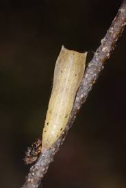 Attēlu rezultāti vaicājumam “Cyclophora albipunctata”