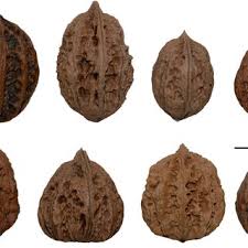 Attēlu rezultāti vaicājumam “Juglans x sinensis”