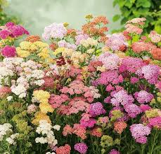 Attēlu rezultāti vaicājumam “Achillea millefolium flower”