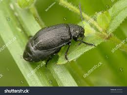 Attēlu rezultāti vaicājumam “Galeruca tanaceti”