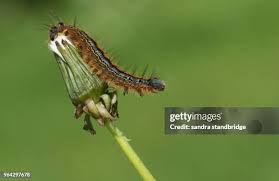 Attēlu rezultāti vaicājumam “Malacosoma neustria larva”