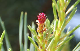 Attēlu rezultāti vaicājumam “Pinus sylvestris female flower”