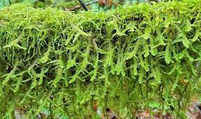 Attēlu rezultāti vaicājumam “Neckera”