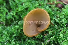 Attēlu rezultāti vaicājumam “Otidea leporina”