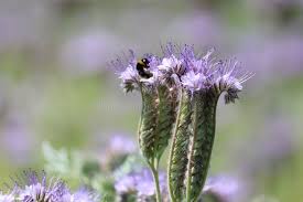 Attēlu rezultāti vaicājumam “Phacelia tanacetifolia leaf”