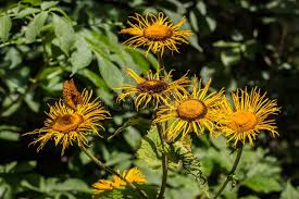 Attēlu rezultāti vaicājumam “Telekia speciosa leaf”