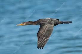 Image result for Phalacrocorax auritus