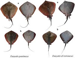 Image result for Dasyatis pastinaca