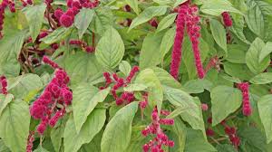 Image result for Fuchsschwanz