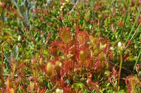 Attēlu rezultāti vaicājumam “Drosera x obovata leaf”
