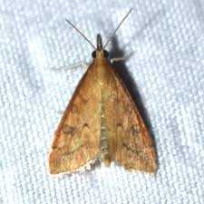 Attēlu rezultāti vaicājumam “Mollisia uda”