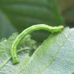 Attēlu rezultāti vaicājumam “Cabera pusaria male”