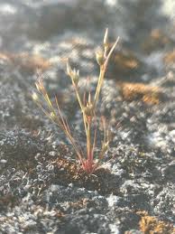 Attēlu rezultāti vaicājumam “Juncus bufonius fruit”