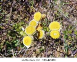 Image result for Helichrysum foetidum