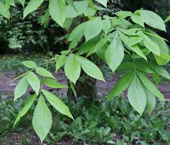 Attēlu rezultāti vaicājumam “Carya ovata leaf”