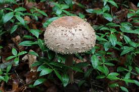 Attēlu rezultāti vaicājumam “Macrolepiota”