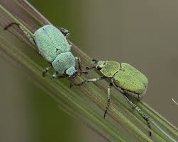 Attēlu rezultāti vaicājumam “Hoplia parvula”
