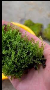 Attēlu rezultāti vaicājumam “Plagiomnium cuspidatum sporophyte”