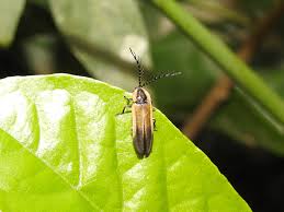 Attēlu rezultāti vaicājumam “Lampyridae”