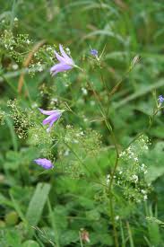 Image result for Campanula patula
