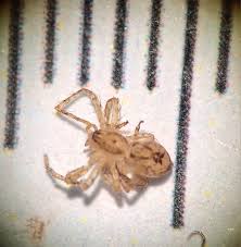 Attēlu rezultāti vaicājumam “Anyphaena accentuata”