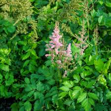 Attēlu rezultāti vaicājumam “Astilbe chinensis”