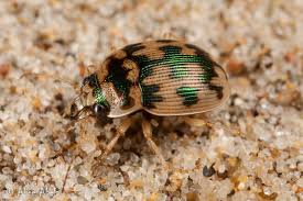 Attēlu rezultāti vaicājumam “Omophron limbatum”