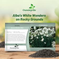 Attēlu rezultāti vaicājumam “Anthyllis maritima”