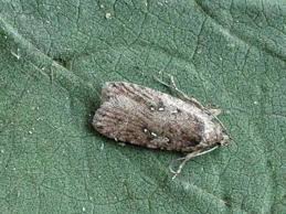 Attēlu rezultāti vaicājumam “Agonopterix ciliella”