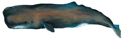 Image result for Physeter macrocephalus