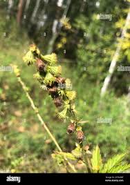 Attēlu rezultāti vaicājumam “Agrimonia pilosa bud”