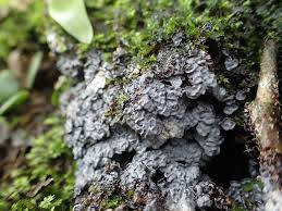 Attēlu rezultāti vaicājumam “Diderma chondrioderma”