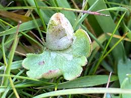 Attēlu rezultāti vaicājumam “Proutia betulina larva”