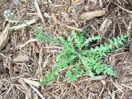 Attēlu rezultāti vaicājumam “Capsella bursa-pastoris leaf”