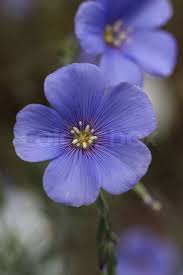 Attēlu rezultāti vaicājumam “Linum usitatissimum flower”