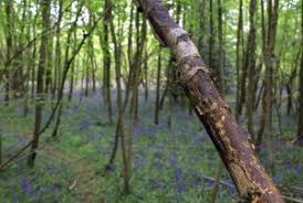 Attēlu rezultāti vaicājumam “Rosellinia desmazieri spores”