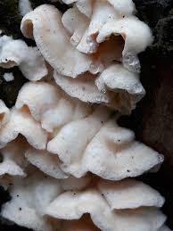 Attēlu rezultāti vaicājumam “Skeletocutis amorpha”