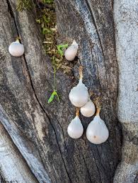 Attēlu rezultāti vaicājumam “Lycogala flavofuscum spores”