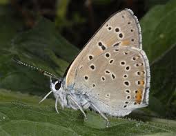 Attēlu rezultāti vaicājumam “Lycaena hippothoe underside”