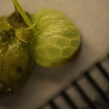 Attēlu rezultāti vaicājumam “Lemna gibba”