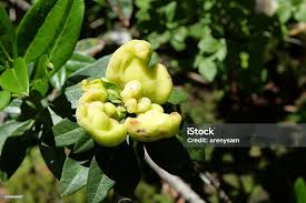 Attēlu rezultāti vaicājumam “Exobasidium vaccinii”