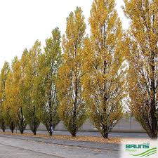 Attēlu rezultāti vaicājumam “Populus nigra Italica”